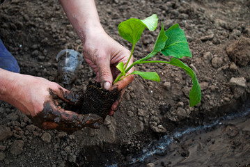 Woman sits eggplant seedlings. Home garden, agro photo.