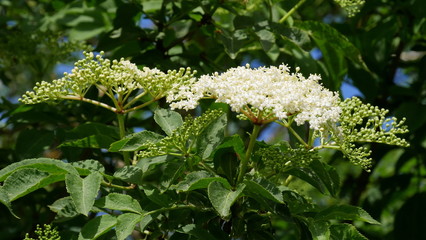 Holunderblüte als Nahaufnahme am Busch
