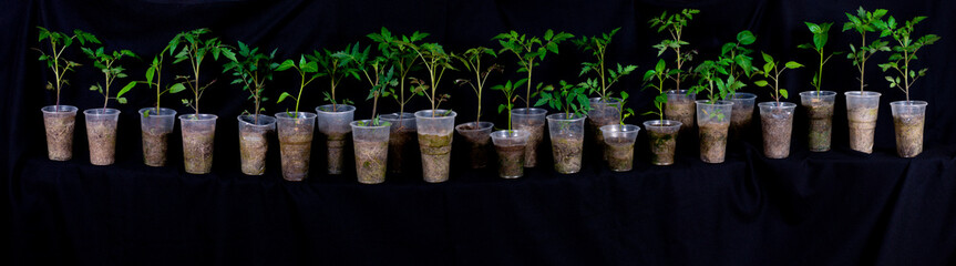 Growing seedlings. Panoramic top view on boxes with green sprouts of vegetable seedlings of tomatoes and peppers on a white background.