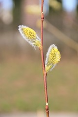 Obraz premium fluffy yellow willows-the beginning of spring