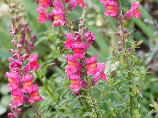 Antirrhinum majus | Muflier à grandes fleurs ou gueule de loup sur tige dressée aux feuilles...
