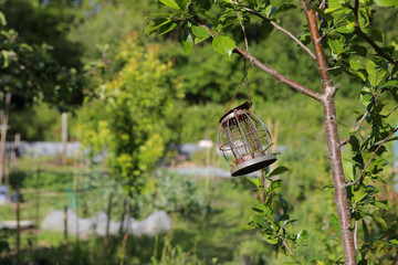 Bird feeder hanging from a tree branch
