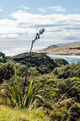 Omapere Lookout- New Zealand Flax