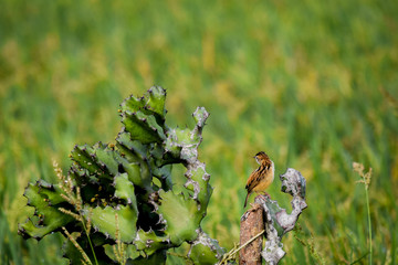 short of thorny plant and bird