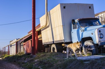 white dog at the trailer