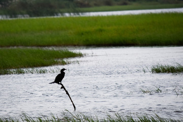 an bird standing on a stick in middle of water