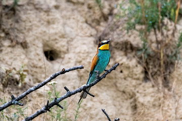 Colorful bird and its hunt. Green yellow nature background. Bird: European Bee eater. Merops apiaster. Czech Republic