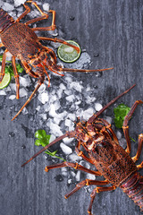 Raw fresh Cape rock lobster, West Coast rock lobster, Jasus lalandii on a dark slate background with cold ice cubes, top view, flat lay, overhead shot.