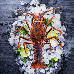 Raw fresh Cape rock lobster, West Coast rock lobster, Jasus lalandii on a dark slate background with cold ice cubes, top view, flat lay, overhead shot.