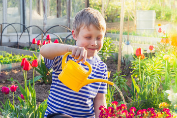 A blond European boy is watering flowers at a dacha from a yellow watering can. Beautiful flower bed.