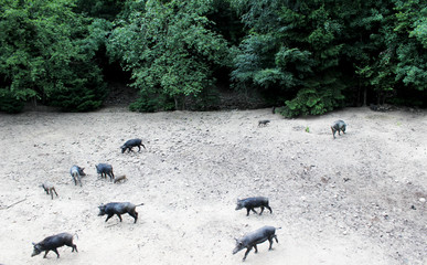 Wild boars in a nature reserve.