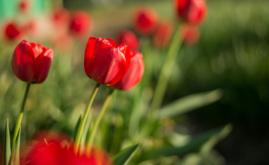 Red tulip in the flowerbed. In the garden