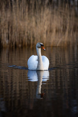 Beautiful white swan swimming in small pond.