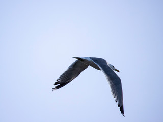 Yellow legged gull flying away