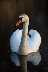 Obraz premium Beautiful white swan swimming in small pond.