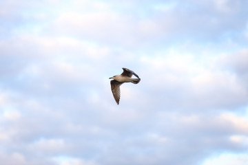 Small plane flying on the backgorund of clouds. Photo taken in cloudy day, Europe, Latvia.