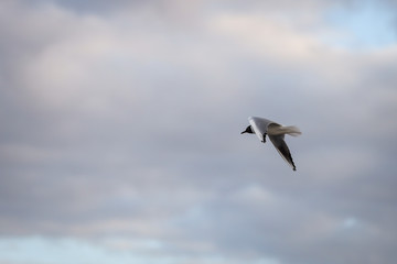 Seagull Fling near docks on the cloudy evening cloud background.