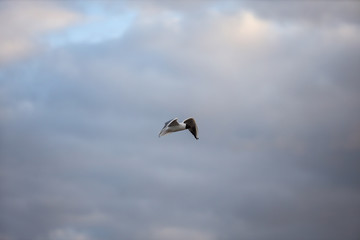 Seagull Fling near docks on the cloudy evening cloud background.