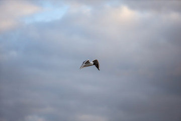 Fototapeta na wymiar Seagull Fling near docks on the cloudy evening cloud background.
