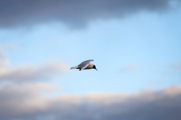 Seagull Fling near docks on the cloudy evening cloud background.