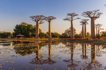 Beautiful Baobab trees at sunset at the avenue of the baobabs in Madagascar