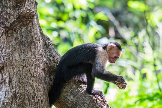 White Faced Capuchin Hitting A Nut On A Tree