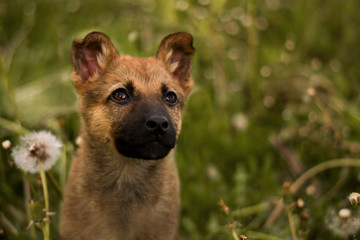 Cute little puppy of belgian malinois on the meadow full of  flowering dandelions looking into camera with cute dog eyes.  First clicker training, learning do to sit.