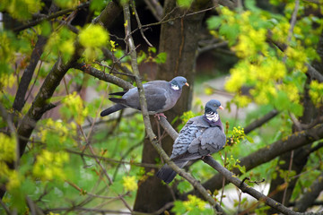 A beautiful loving couple of gray pigeons on a tree branch.