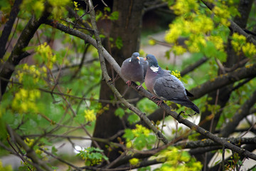 A beautiful loving couple of gray pigeons on a tree branch.
