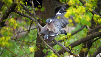 A beautiful loving couple of gray pigeons make love on a tree branch. Birds during mating.