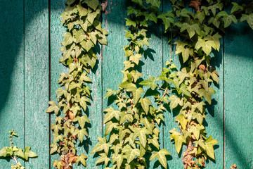 Green ivy on a wooden surface from boards