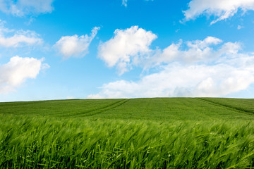 Naklejka premium hiking path crossing fields in spring