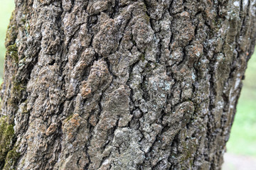 Oak tree, brown bark pattern, texture of wood. Afternoon oak forest