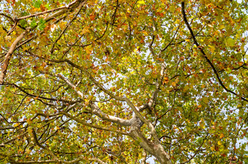 Crohn's plane tree with yellow leaves. Bottom view