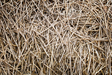 Stack of dry hay macro photo. Macro photo nature dry hay. Texture background dry Wheat Straw.