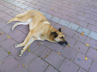 Abandoned homeless stray dog sleeping on the street