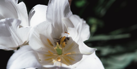 Fototapeta na wymiar Beautiful white tulips grow in a flower bed.