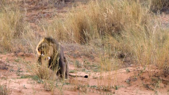 Black Maned Lion Mating With Lioness In The Desert In Kgalagadi, Botswana. - wide shot