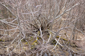 abstract tree