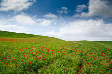 Blooming meadow of red poppies. Beautiful summer landscape with blooming poppies field. Kyrgyzstan Tourism and travel.