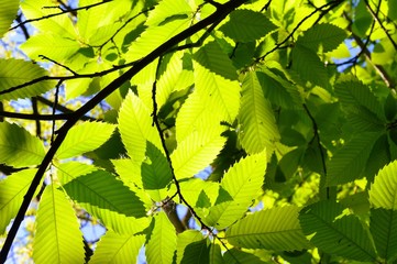 green leaves background