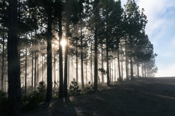 Fototapeta premium Forest fog sun rays in Teide National Park Tenerife island Canaris