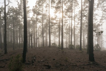 Forest fog sun rays in Teide National Park Tenerife island Canaris