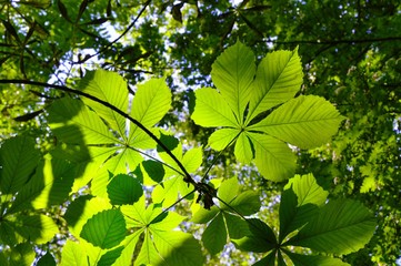 Horse chestnut leaves in spring.