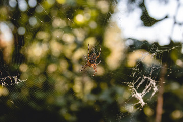 Spider lying on the web.