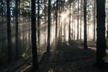Forest fog sun rays in Teide National Park Tenerife island Canaris