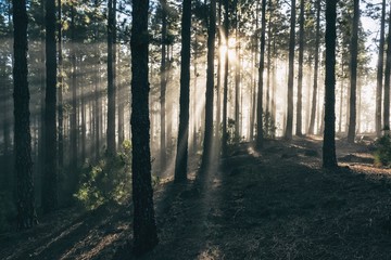 Obraz premium Forest fog sun rays in Teide National Park Tenerife island Canaris