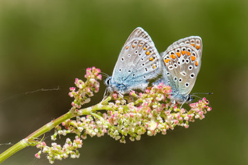 Lycaenidae / Çokgözlü Mavi / / Polyommatus icarus