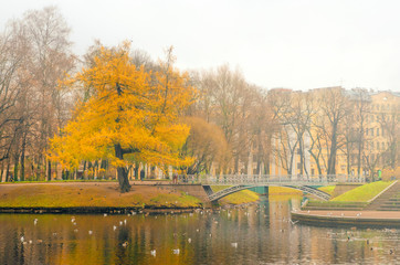 yellow tree in the park 