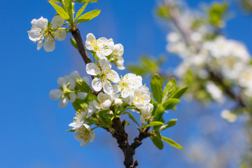 Blooming Apple and cherry trees. Summer garden in nature.